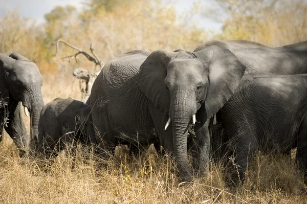 Manada de elefantes —  Fotos de Stock