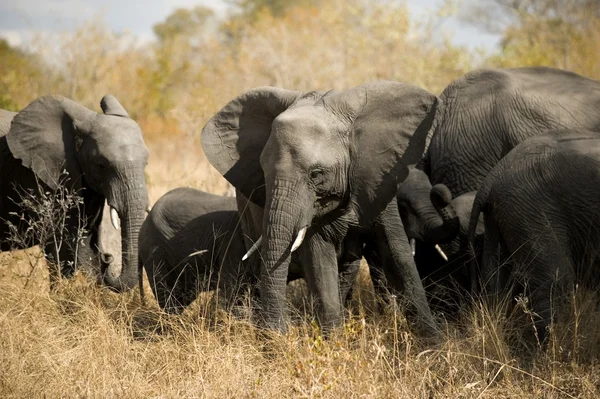 Elefantbesättning — Stockfoto