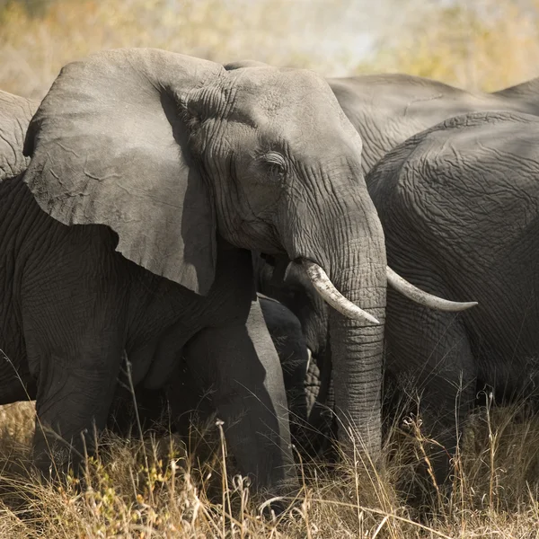 Herd of elephants — Stock Photo, Image