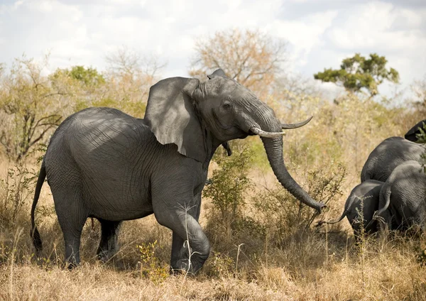 Opladen van olifanten — Stockfoto