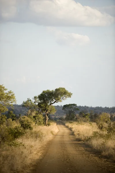 Drogi przez park narodowy krugger — Zdjęcie stockowe