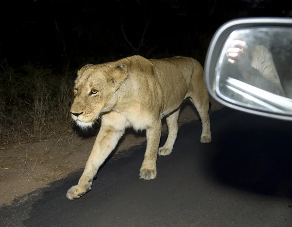 Lioness on the road — Stock Photo, Image