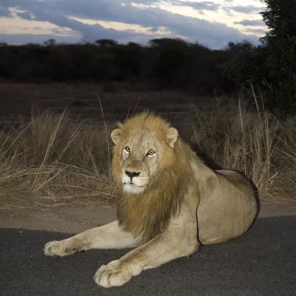 Lion at night — Stock Photo, Image