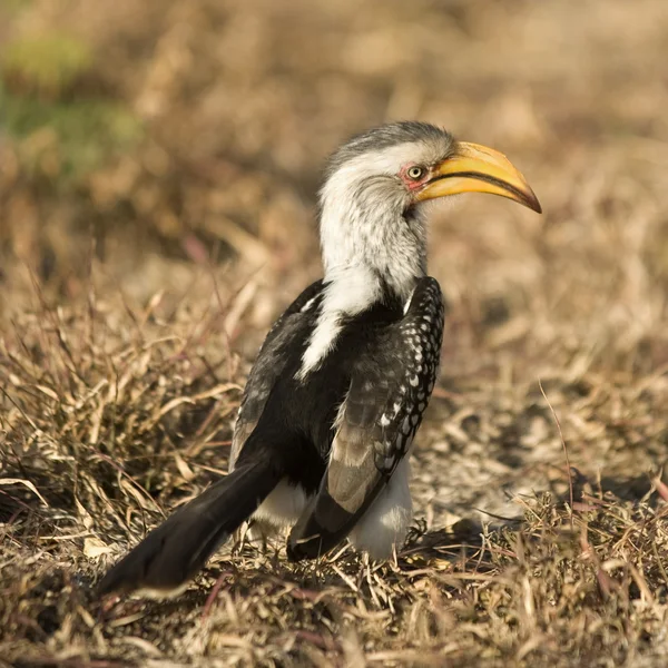 Southern Yellow-billed Hornbill - Tockus leucomelas — Stock Photo, Image