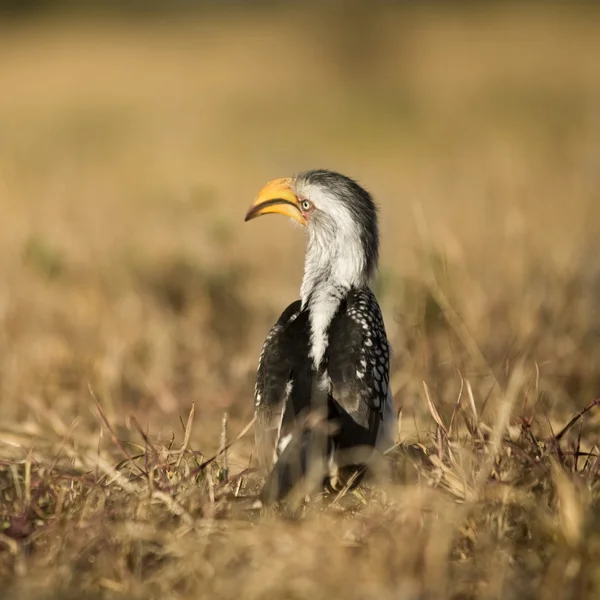 Hornbill de bico amarelo-do-sul - Tockus leucomelas — Fotografia de Stock