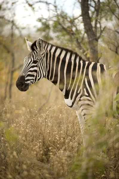Zebra i busken — Stockfoto