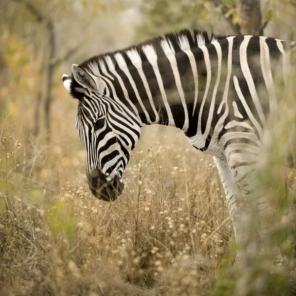 Zebra w krzakach — Zdjęcie stockowe