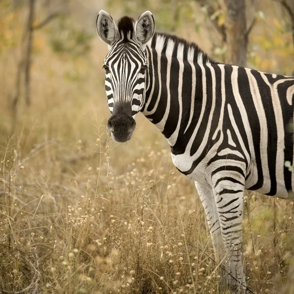 Zebra in de struik — Stockfoto