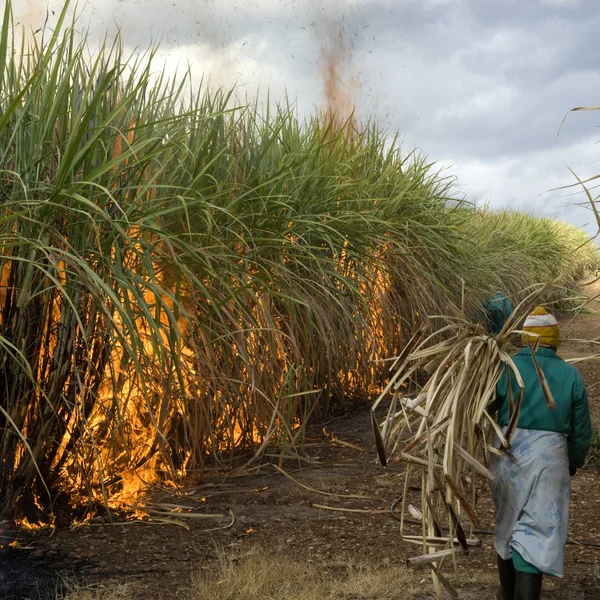 Sugarcane field — Stock Photo, Image