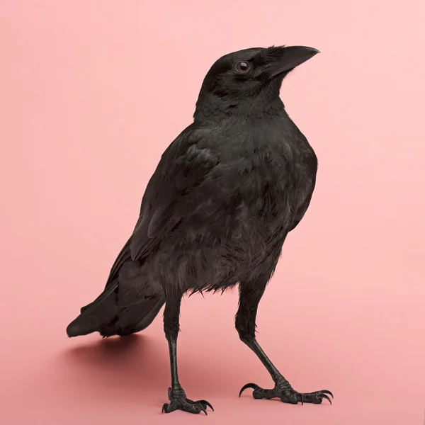 Young Carrion Crow - Corvus corone (3 месяца ) — стоковое фото