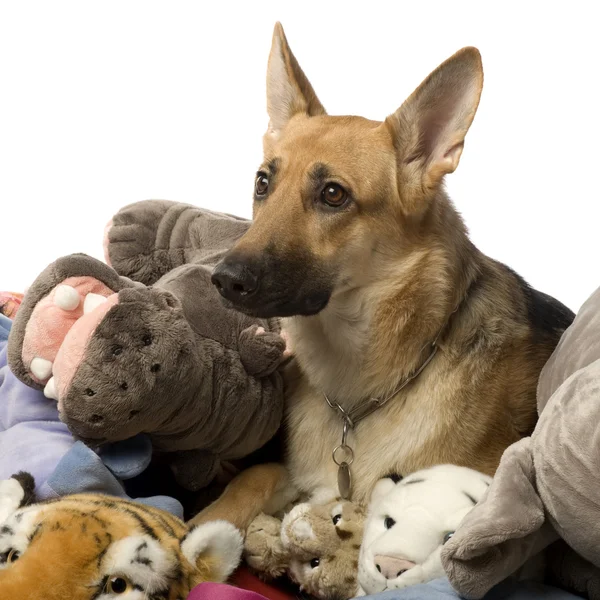Stapel teddy en een Duitse herder — Stockfoto