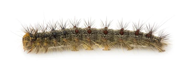 Gypsy moth caterpillar - Lymantria dispar — Stok fotoğraf