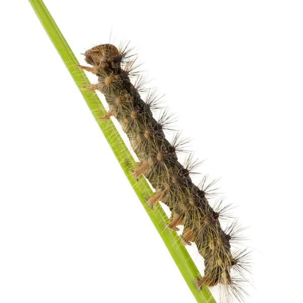 Gypsy moth caterpillar - Lymantria dispar — Stok fotoğraf