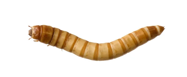Larva Mealworm - Tenebrio molitor — стокове фото