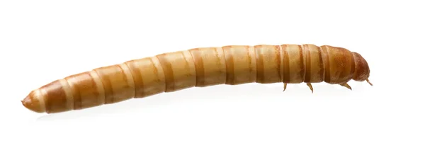 Larva mealworm - tenebrio molitor — Stock fotografie