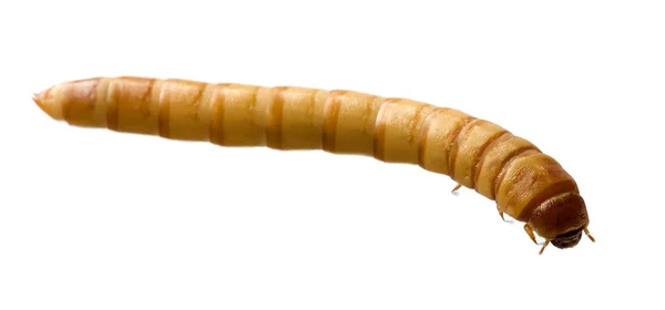 Larve van de meelworm - tenebrio molitor — Stockfoto