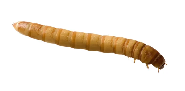 Larva mealworm - tenebrio molitor — Stock fotografie