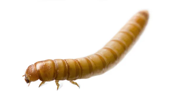 Личинка пищевого червя - Tenebrio molitor — стоковое фото