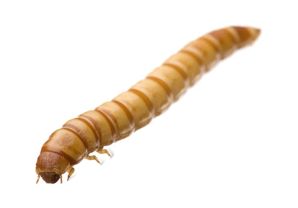Larva de gusano de la comida - Tenebrio molitor —  Fotos de Stock