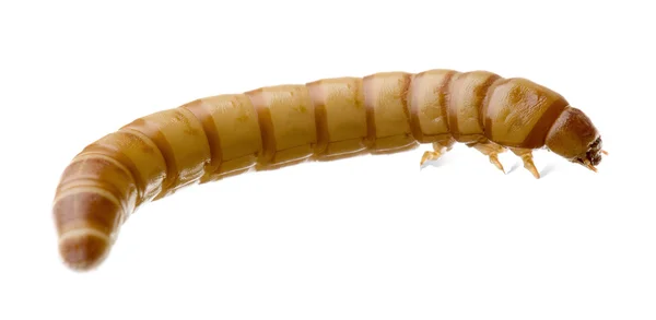Larva di Verme - Tenebrio molitor — Foto Stock