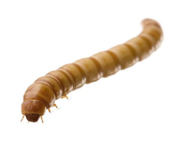 Larva de gusano de la comida - Tenebrio molitor —  Fotos de Stock