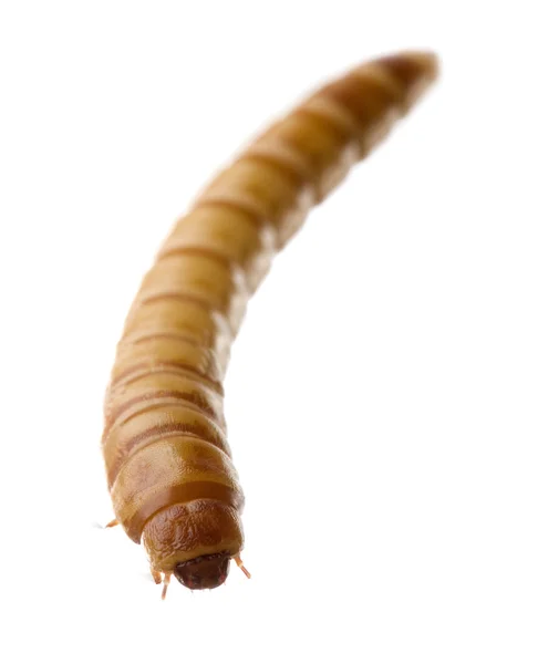 ゴミムシダマシの幼虫 - tenebrio モリターの幼虫 — ストック写真