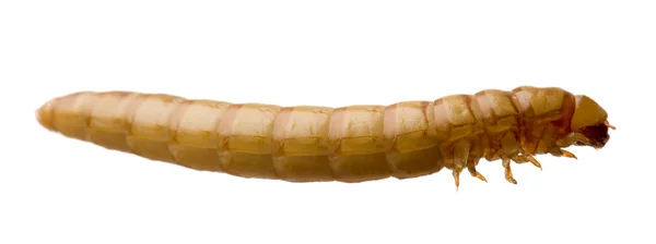 Larvalı - tenebrio molitor larva — Stok fotoğraf