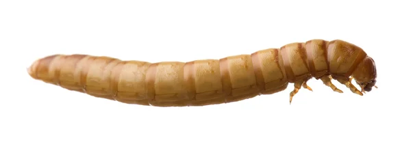 Larva de gusano de la comida - Tenebrio molitor — Foto de Stock