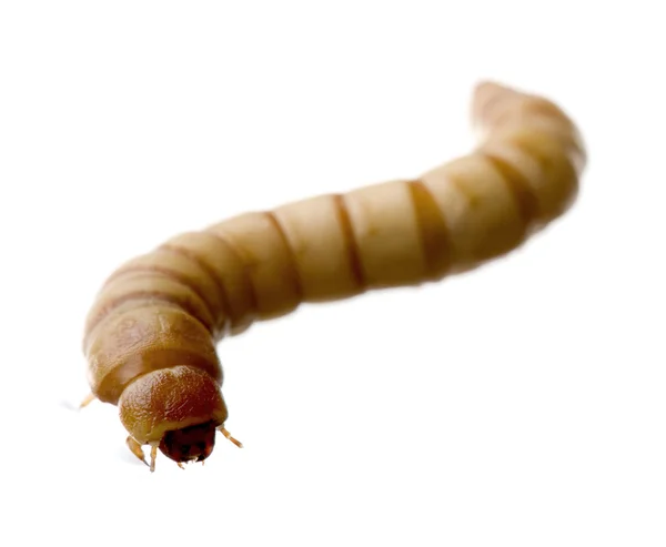 Larva of Mealworm - Tenebrio molitor — Stock Photo, Image