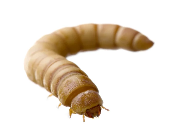 ゴミムシダマシの幼虫 - tenebrio モリターの幼虫 — ストック写真