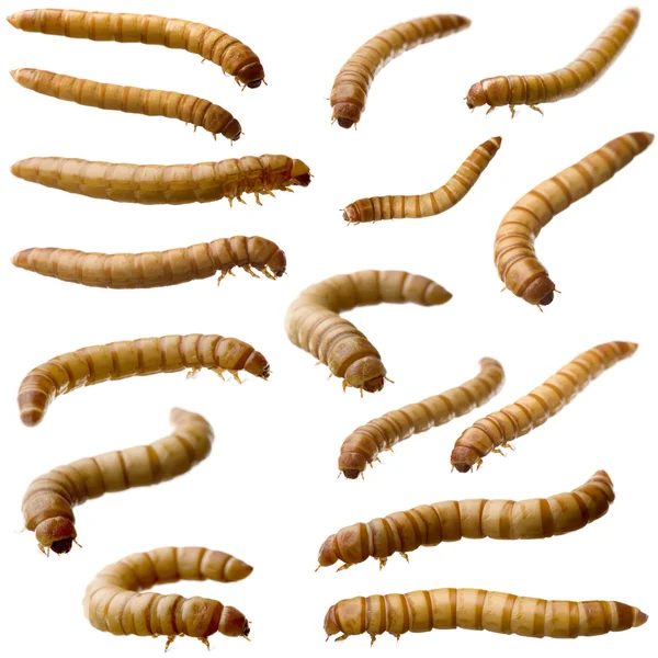 16 личинок пищевого червя - Tenebrio molitor — стоковое фото