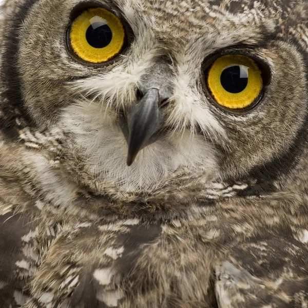 Spotted Eagle-owl - Bubo africanus (8 months) — Stock Photo, Image