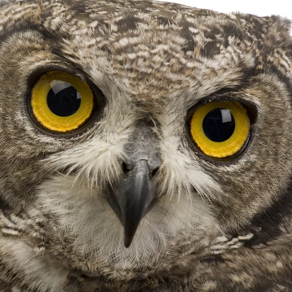 Spotted Eagle-owl - Bubo africanus (8 months) — Stock Photo, Image