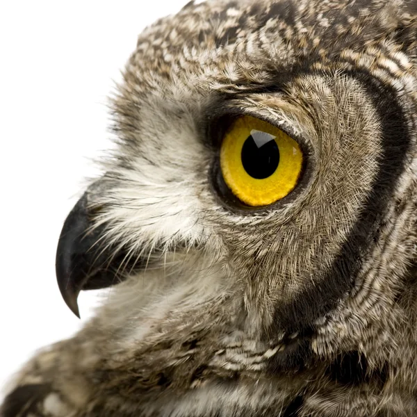 Spotted Eagle-owl - Bubo africanus (8 månader) — Stockfoto