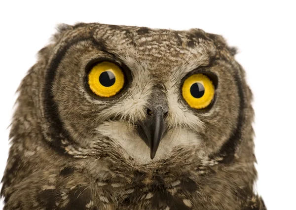 Spotted Eagle-owl - Bubo africanus (8 månader) — Stockfoto