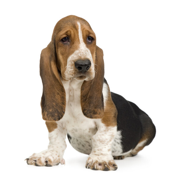 Basset Hound (3 months) in front of a white background