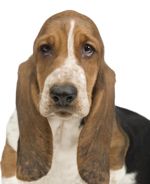 Basset Hound (3 months) in front of a white background — Stock Photo, Image