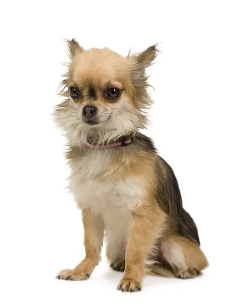 Chihuahua dai capelli lunghi (2 anni ) — Foto Stock