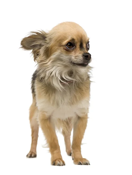 Chihuahua (2 yıl) — Stok fotoğraf
