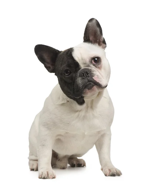 Französische Bulldogge (18 Monate)) — Stockfoto