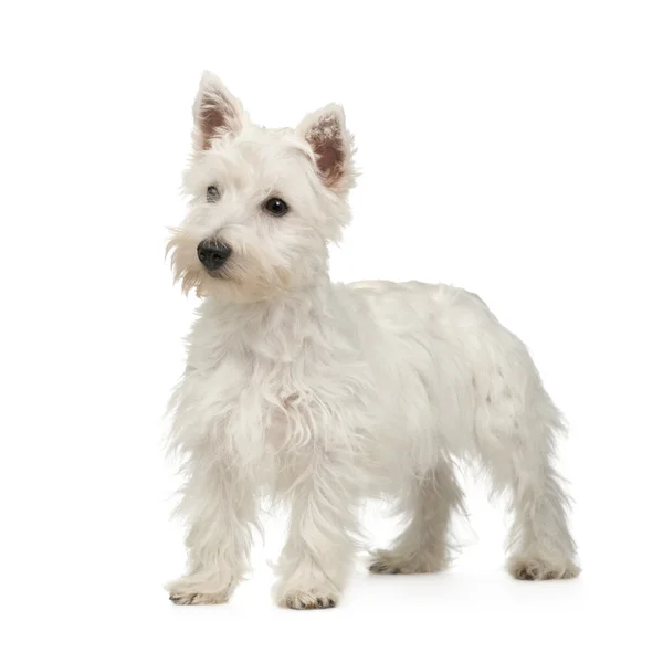 West Highland White Terrier (5 hónap) — Stock Fotó