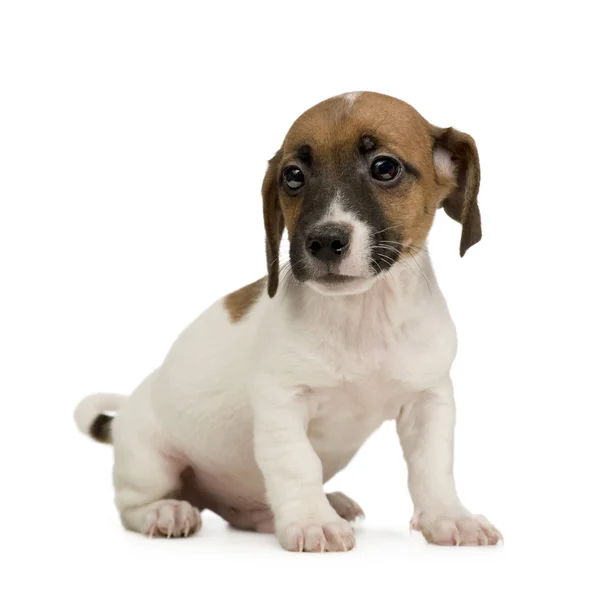 Jack Russell.  () - Stock-foto