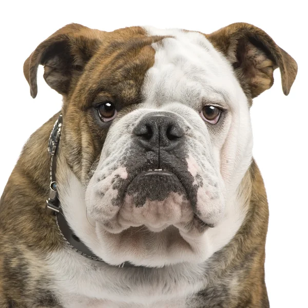 Engelsk bulldogg (6 månader) — Stockfoto