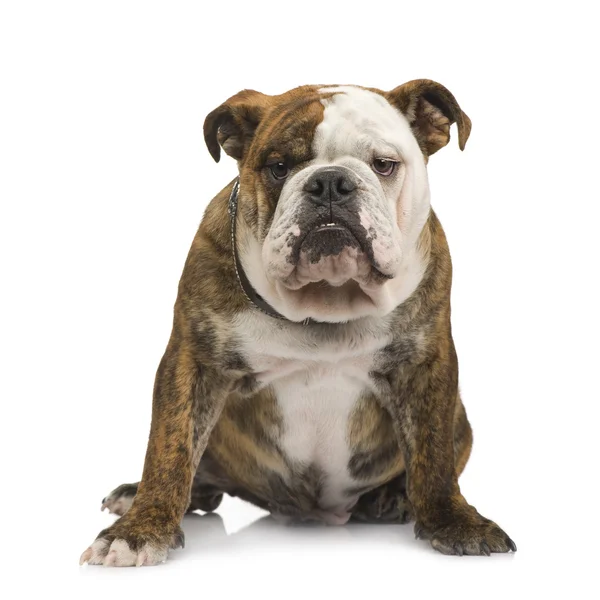 Engelsk bulldogg (6 månader) — Stockfoto