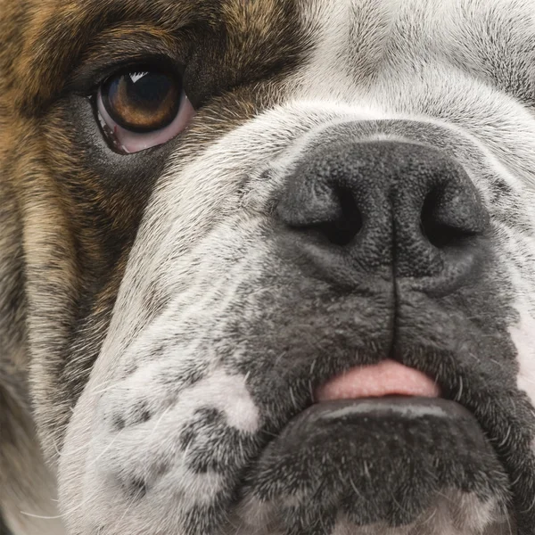 Angol Bulldog (6 hónap) — Stock Fotó