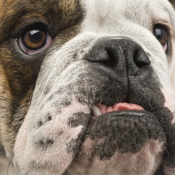Englische Bulldogge (6 Monate)) — Stockfoto