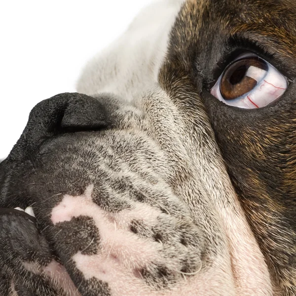 English Bulldog (6 months) — Stock Photo, Image