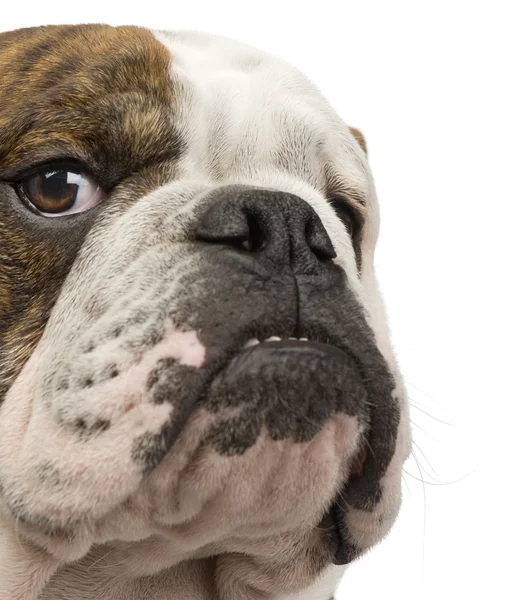 Bulldog inglese (6 mesi ) — Foto Stock
