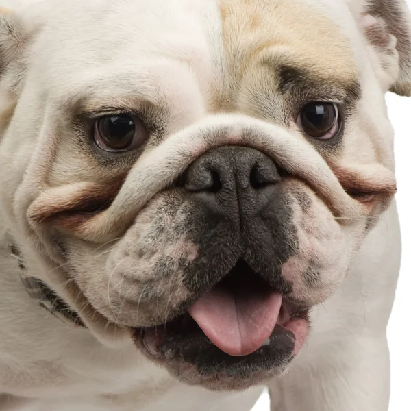 Engelsk bulldogg (18 månader) — Stockfoto