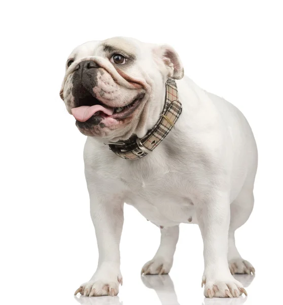 Angol Bulldog (18-hónap) — Stock Fotó